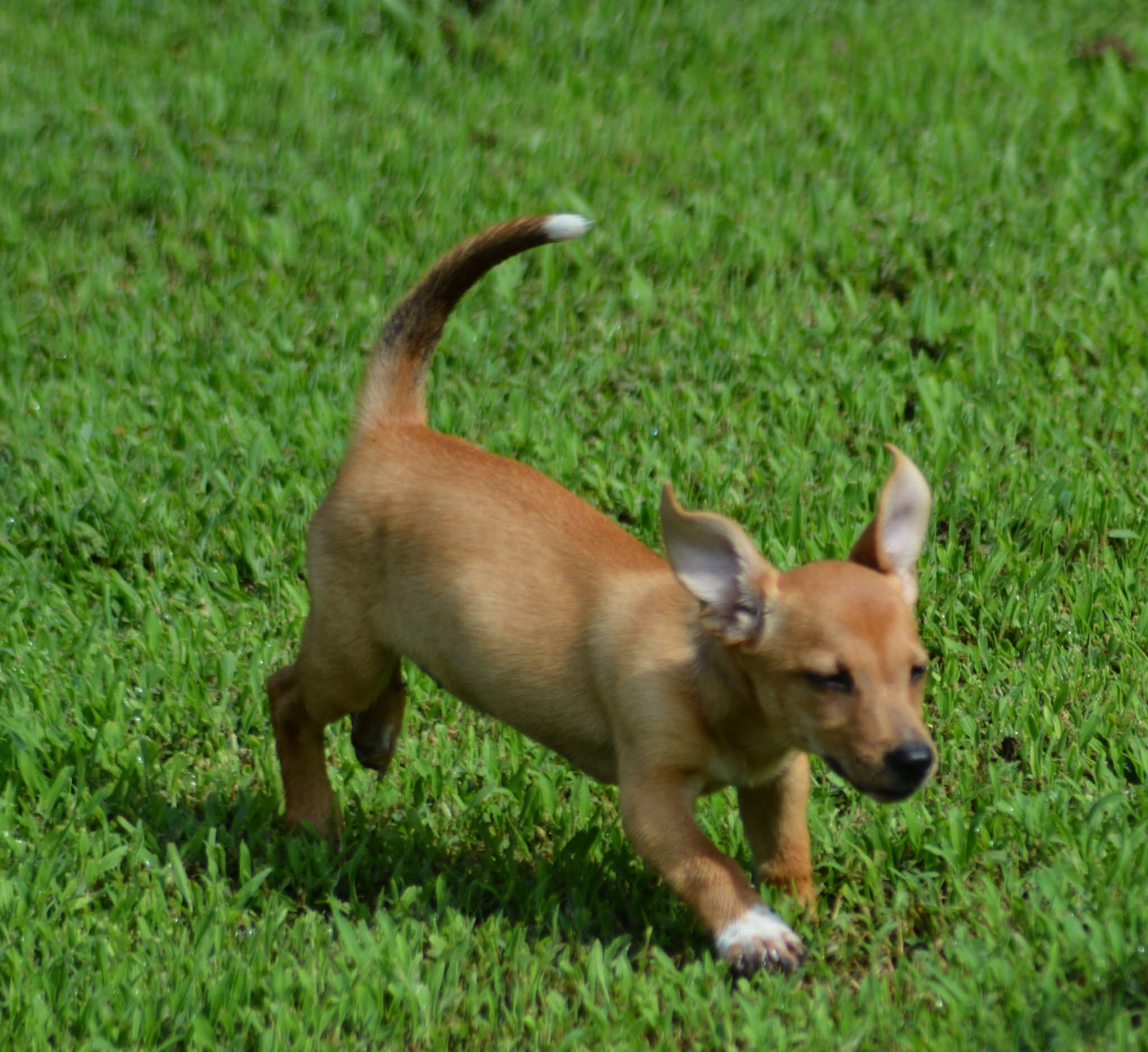 Enlarge Princess Leia (D2017), a ADOPTABLE mixed breed in Hayes, VA image 6/6