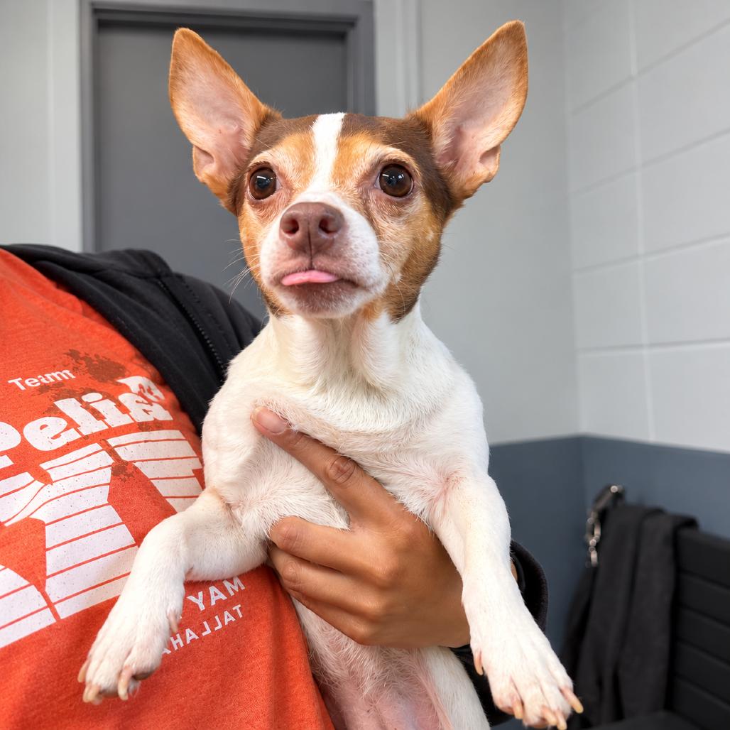 Semi-Sweet, Adoptable, Senior Female Chihuahua & Mixed Breed.