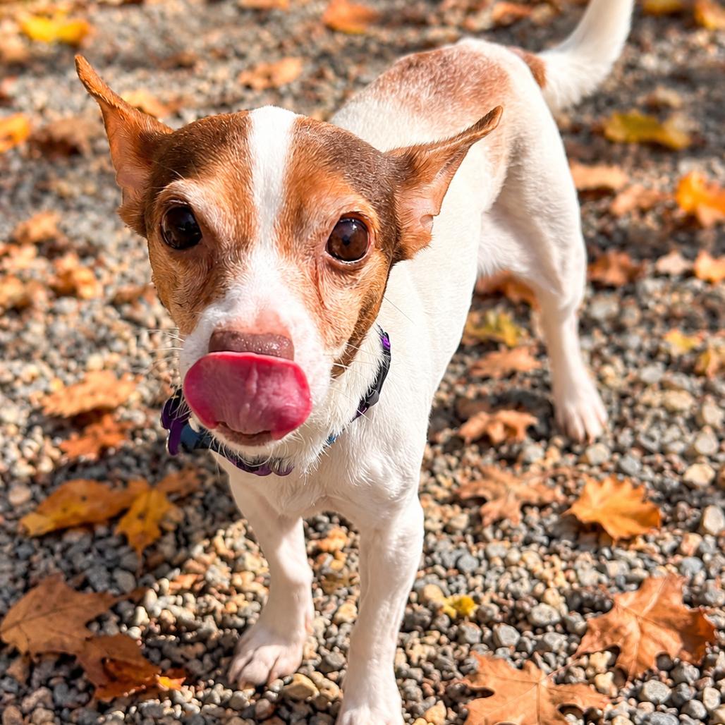 Enlarge Semi-Sweet, a Adoptable mixed breed in Hopkinton, MA image 2/2