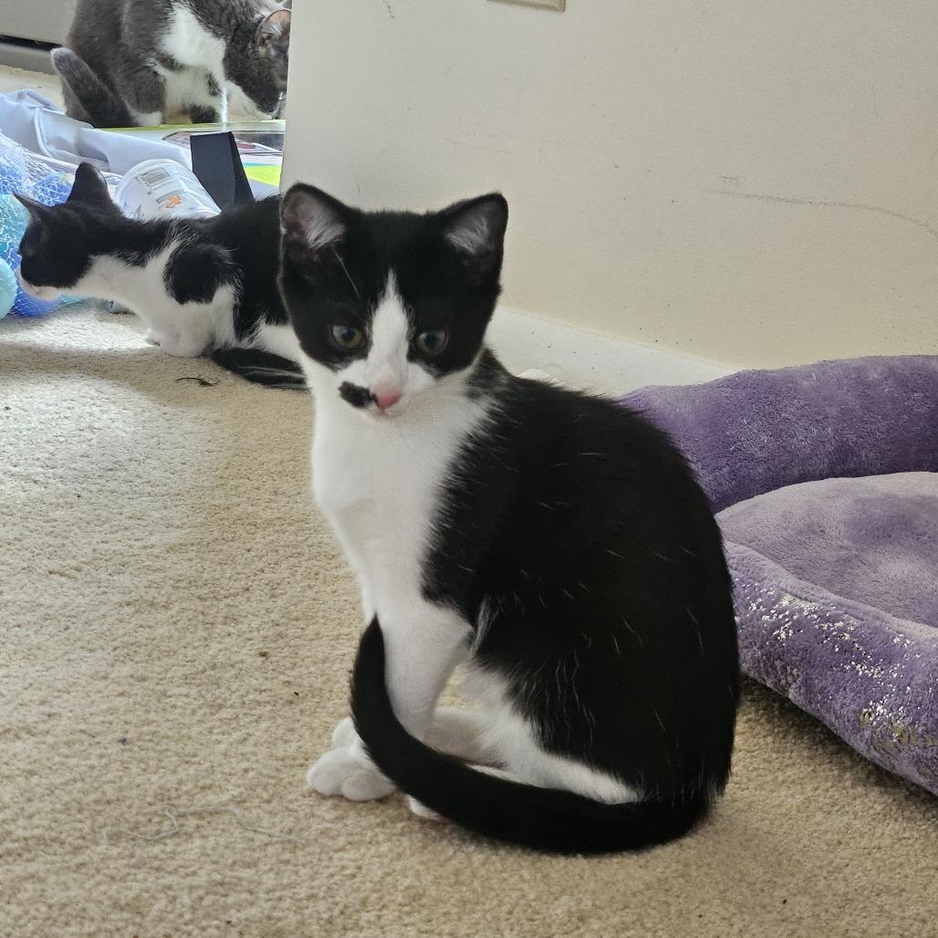 Han, Adoptable, Young Male Domestic Short Hair.