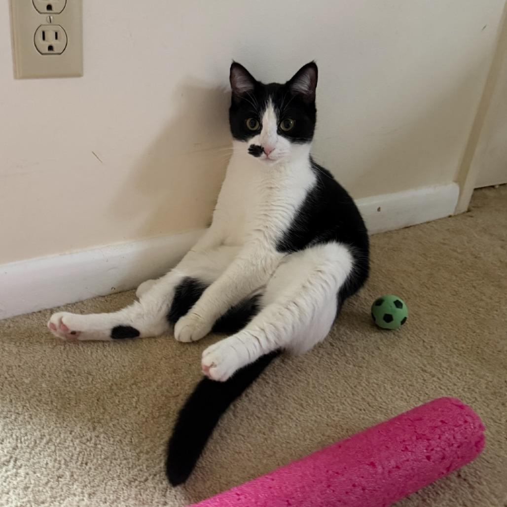 Han, a Adoptable Domestic Short Hair in Reisterstown, MD image 2/6
