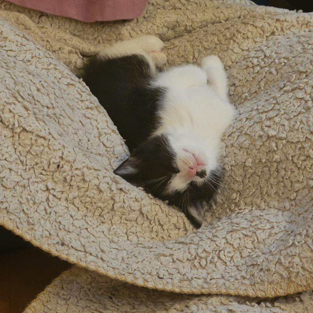 Han, a Adoptable Domestic Short Hair in Reisterstown, MD image 3/6