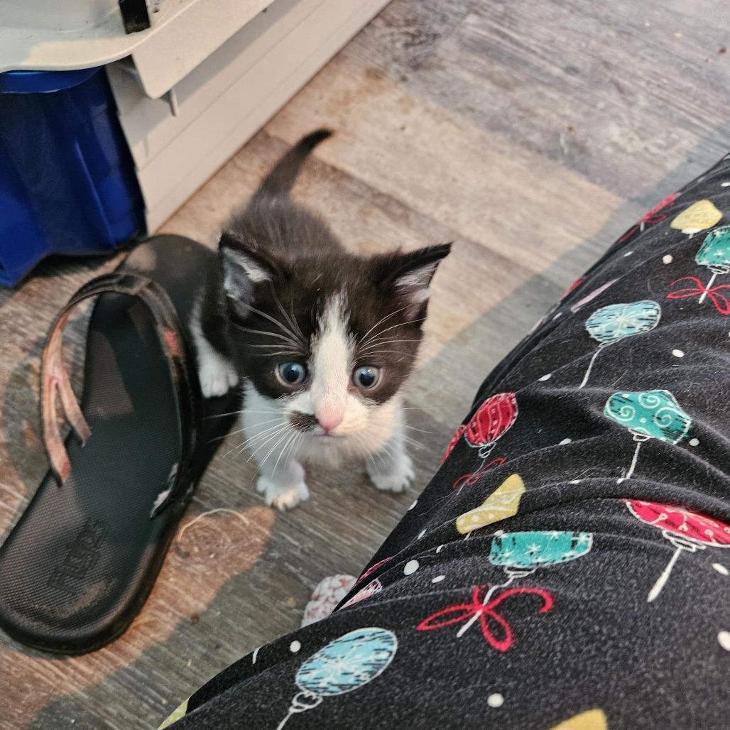 Han, a Adoptable Domestic Short Hair in Reisterstown, MD image 4/6