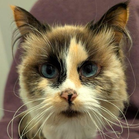 Enlarge Murphy, an adopted mixed breed in Lake Orion, MI image 3/3