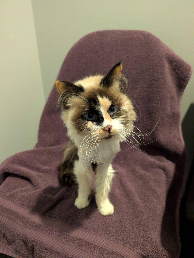 Enlarge Murphy, an adopted mixed breed in Lake Orion, MI image 2/3