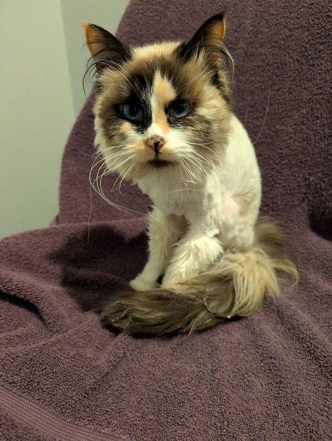 Enlarge Murphy, an adopted mixed breed in Lake Orion, MI image 1/3