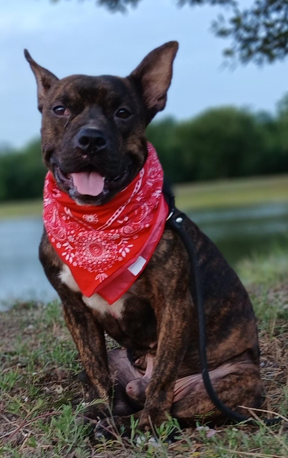 Enlarge Barney, sweet and great companion (222277091), a Adoptable mixed breed in West Roxbury, MA image 3/6