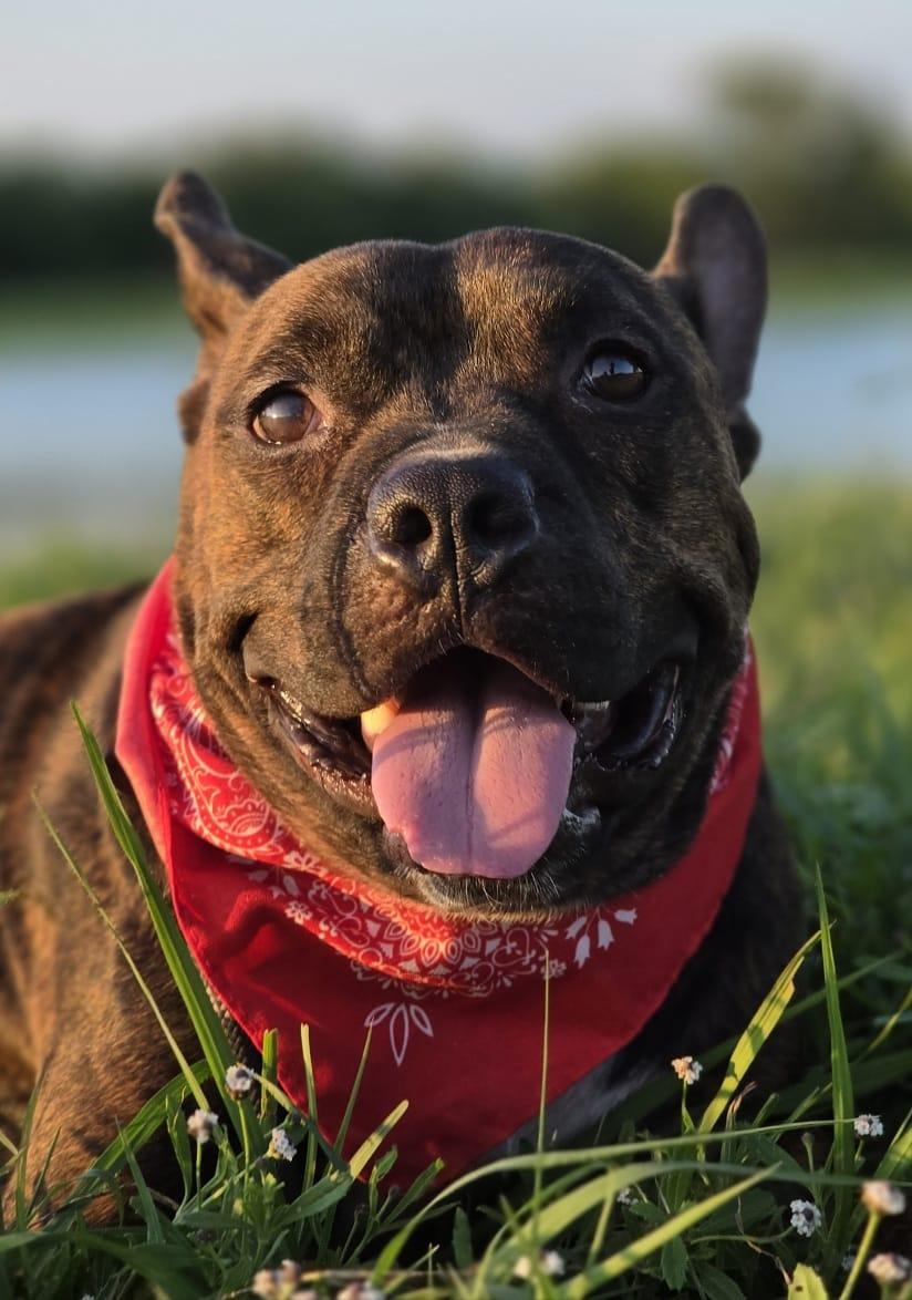 Enlarge Barney, sweet and great companion (222277091), a Adoptable mixed breed in West Roxbury, MA image 1/6