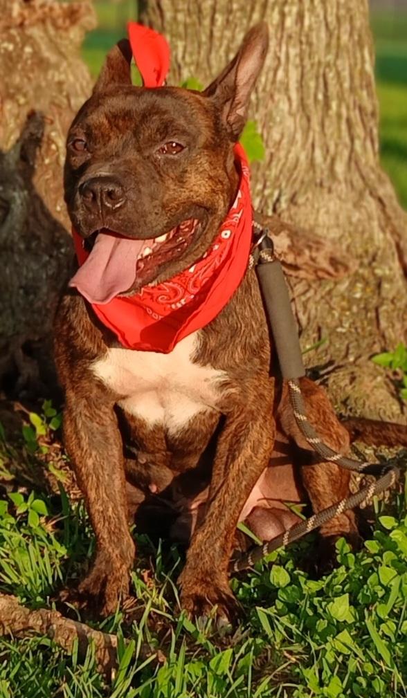 Enlarge Barney, sweet and great companion (222277091), a Adoptable mixed breed in West Roxbury, MA image 4/6