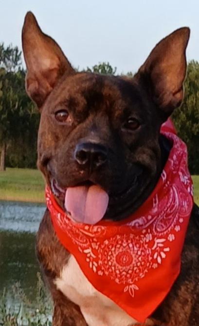 Enlarge Barney, sweet and great companion (222277091), a Adoptable mixed breed in West Roxbury, MA image 2/6