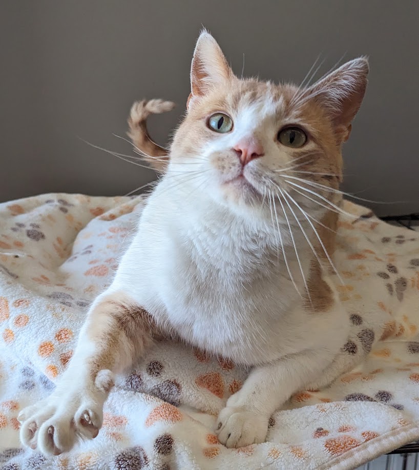 Enlarge Yahtzee, a Adoptable Domestic Short Hair in Monroe, MI image 2/4