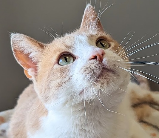 Enlarge Yahtzee, a Adoptable Domestic Short Hair in Monroe, MI image 1/4