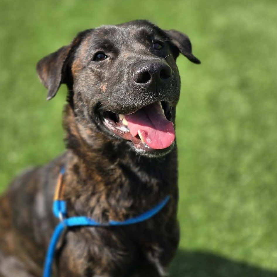 Enlarge Puddles, a Adoptable Pit Bull Terrier in Coos Bay, OR image 1/1