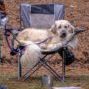 Sasha, a Adoptable Great Pyrenees in Atlanta, GA image 4/6