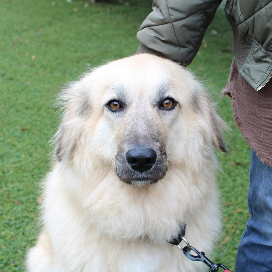 Sasha, a Adoptable Great Pyrenees in Atlanta, GA image 2/6