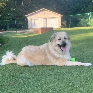 Sasha, a Adoptable Great Pyrenees in Atlanta, GA image 3/6