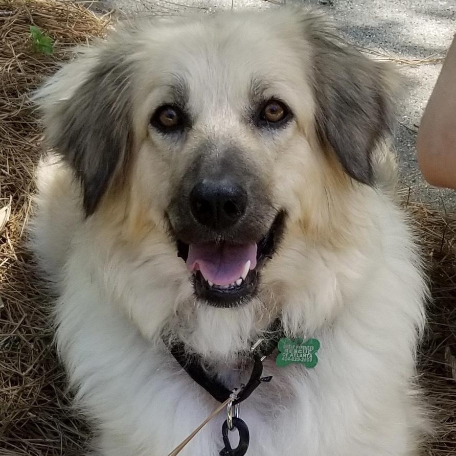 Sasha, Adoptable, Adult Female Great Pyrenees.