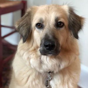 Sasha, a Adoptable Great Pyrenees in Atlanta, GA image 5/6