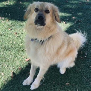 Sasha, a Adoptable Great Pyrenees in Atlanta, GA image 6/6
