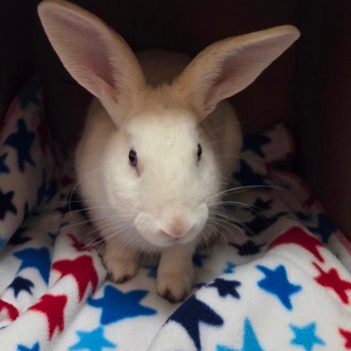 Cottonball, Adoptable, Young Male American.