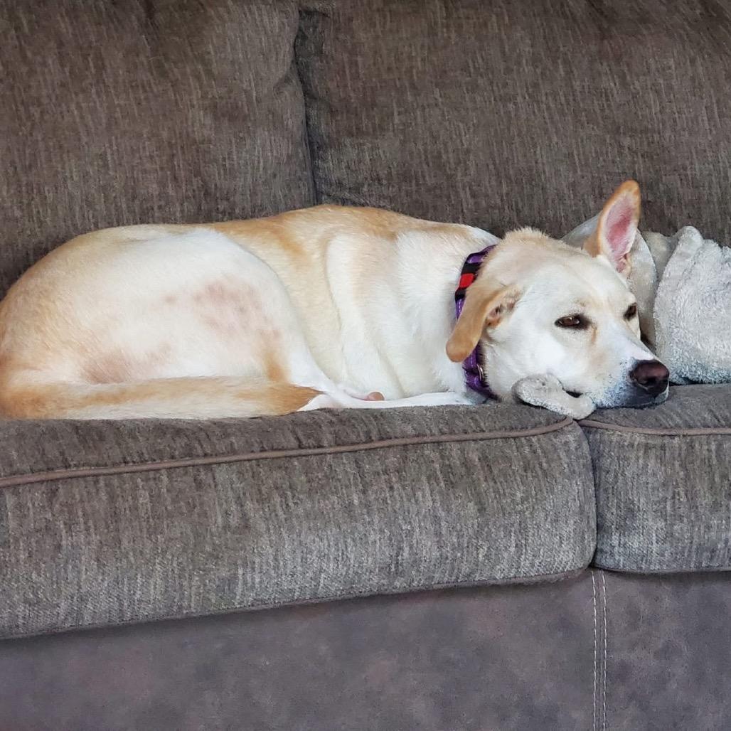 Phoebe, Adoptable, Adult Female Labrador Retriever & Great Pyrenees.
