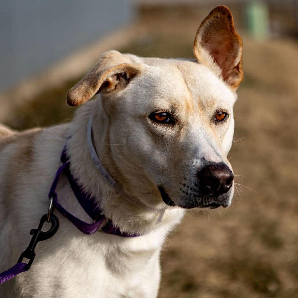 Enlarge Phoebe, a Adoptable mixed breed in Tomah, WI image 2/5