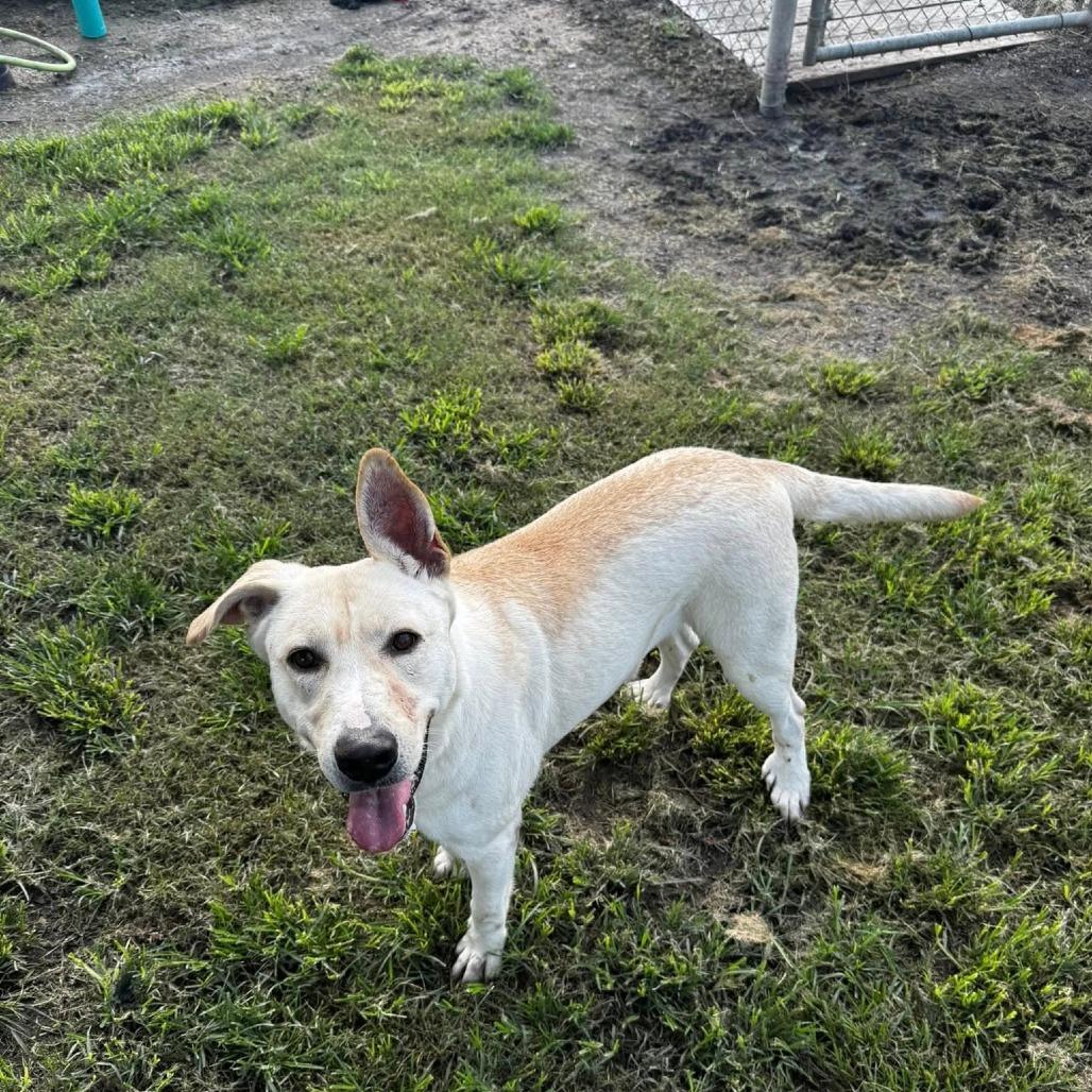 Enlarge Phoebe, a Adoptable mixed breed in Tomah, WI image 3/5
