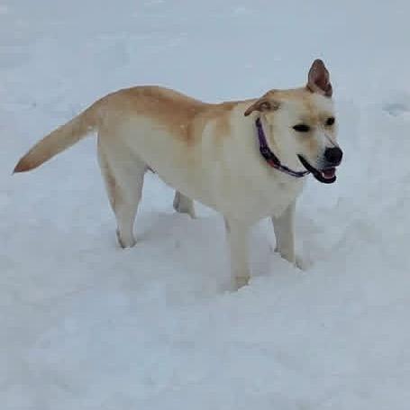 Enlarge Phoebe, a Adoptable mixed breed in Tomah, WI image 4/5