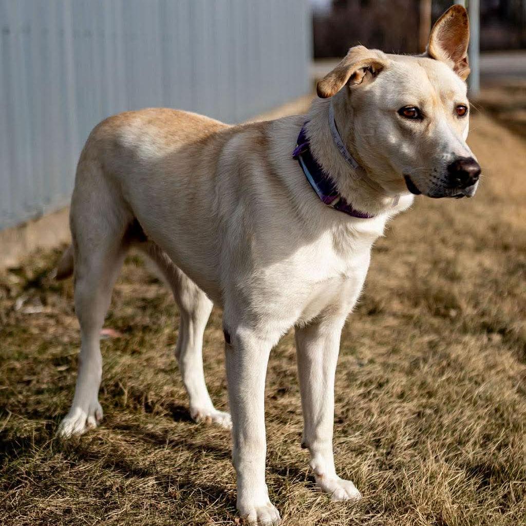 Enlarge Phoebe, a Adoptable mixed breed in Tomah, WI image 5/5