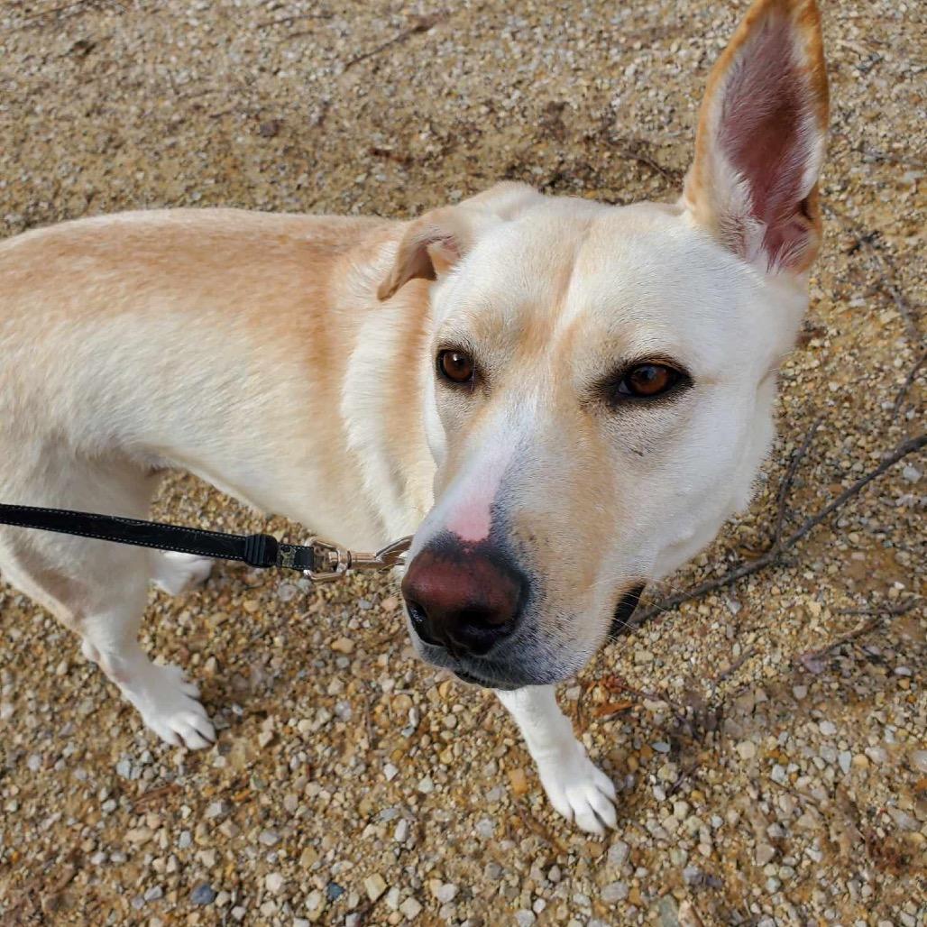 Enlarge Phoebe, a Adoptable mixed breed in Tomah, WI image 6/6