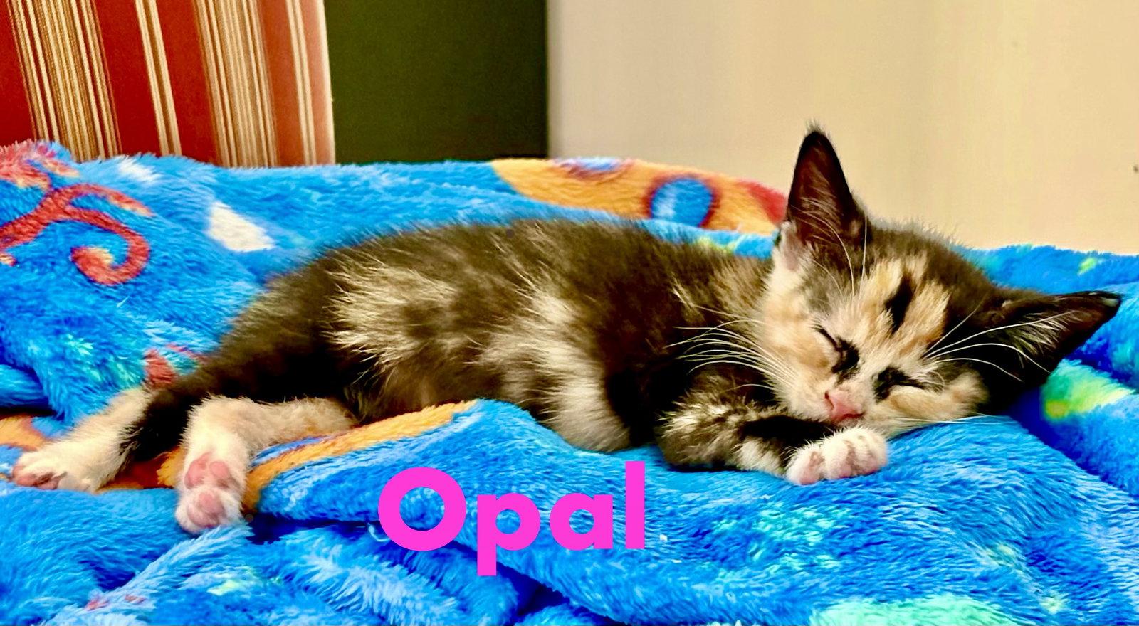 Enlarge Opal, a Adopted Domestic Short Hair in Reston, VA image 1/3