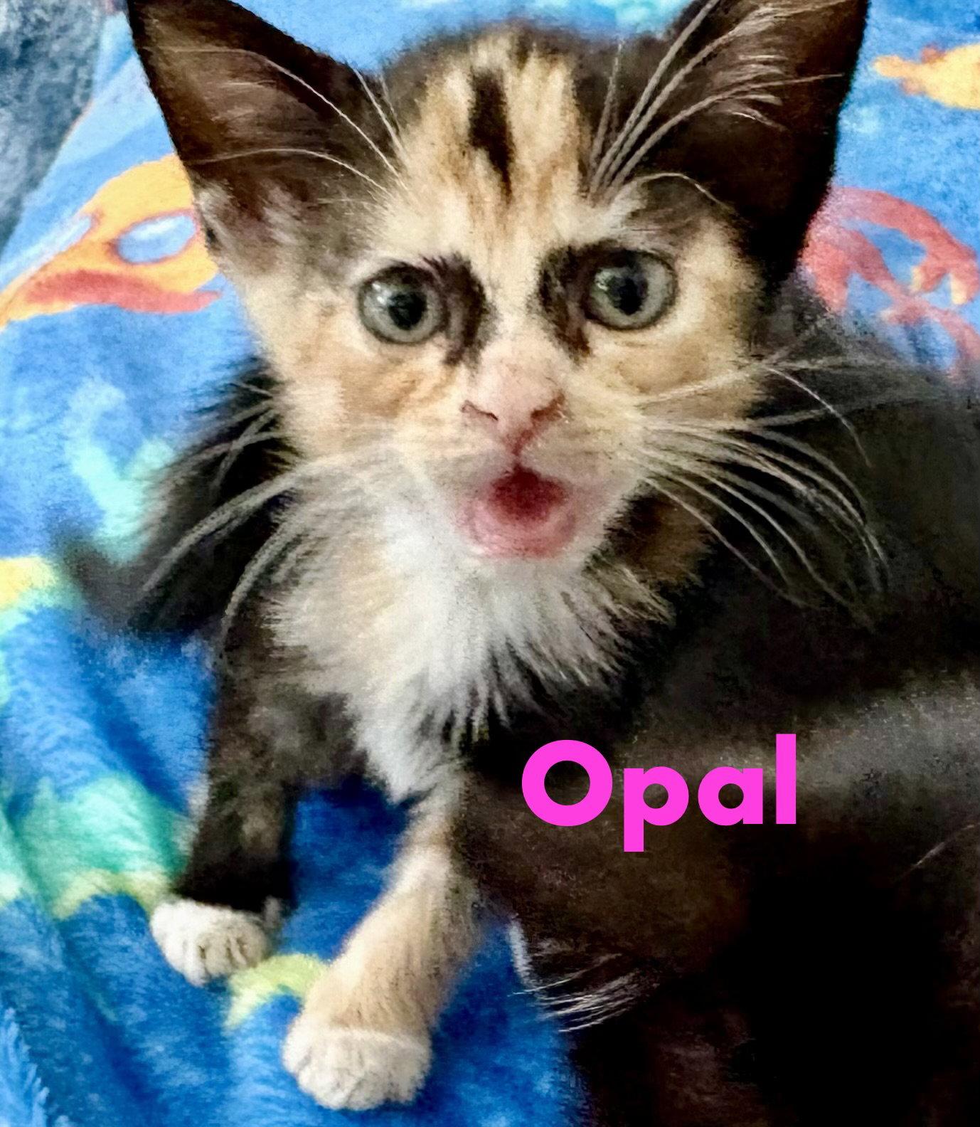 Enlarge Opal, a Adopted Domestic Short Hair in Reston, VA image 2/3