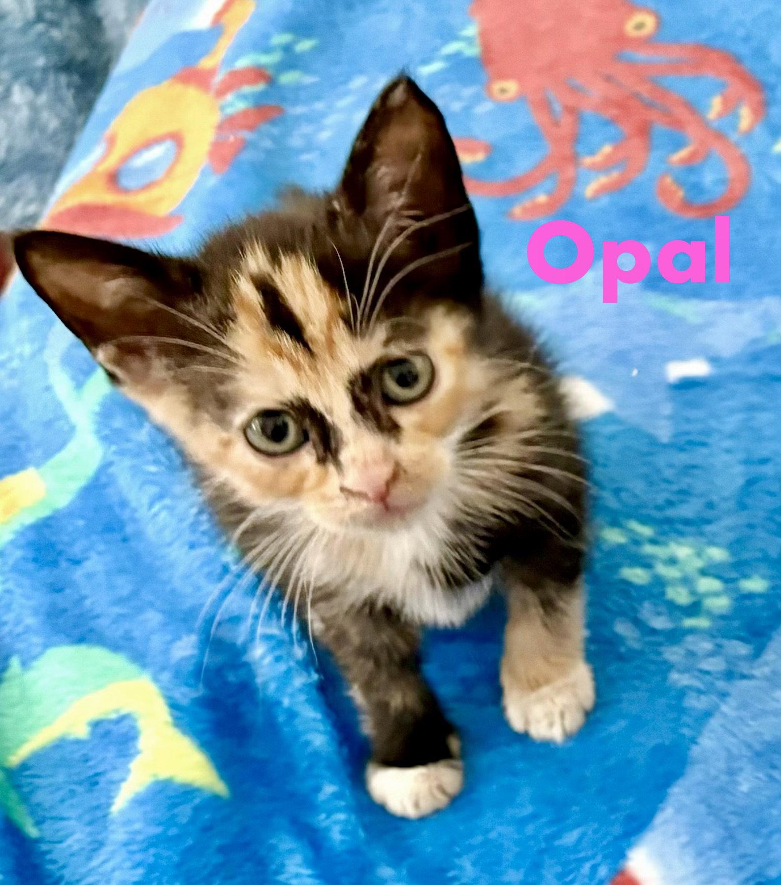 Enlarge Opal, a Adopted Domestic Short Hair in Reston, VA image 3/3
