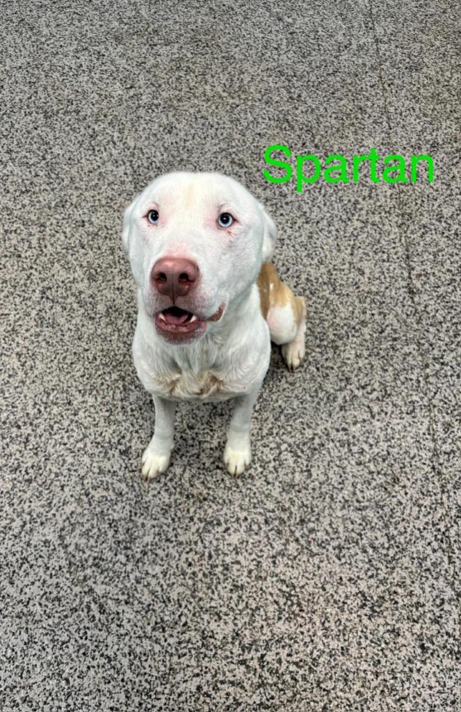 Spartan, a Adoptable mixed breed in Kendallville, IN image 1/3