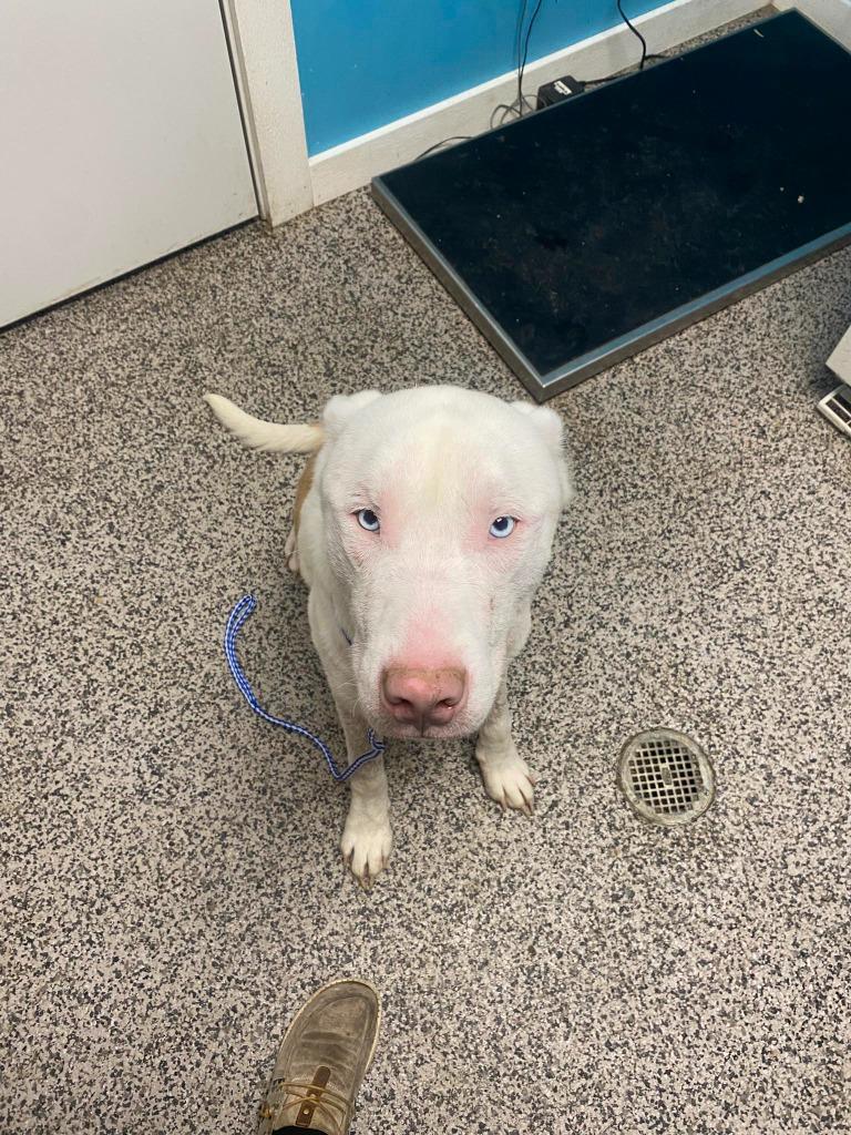 Spartan, a Adoptable mixed breed in Kendallville, IN image 2/3