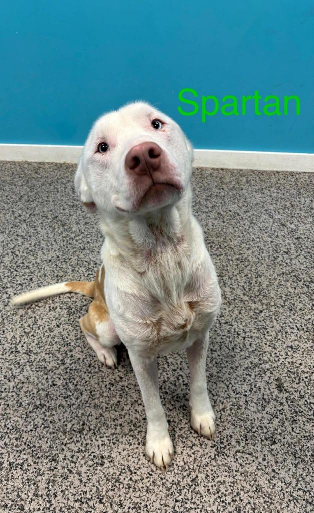 Spartan, a Adoptable mixed breed in Kendallville, IN image 3/3