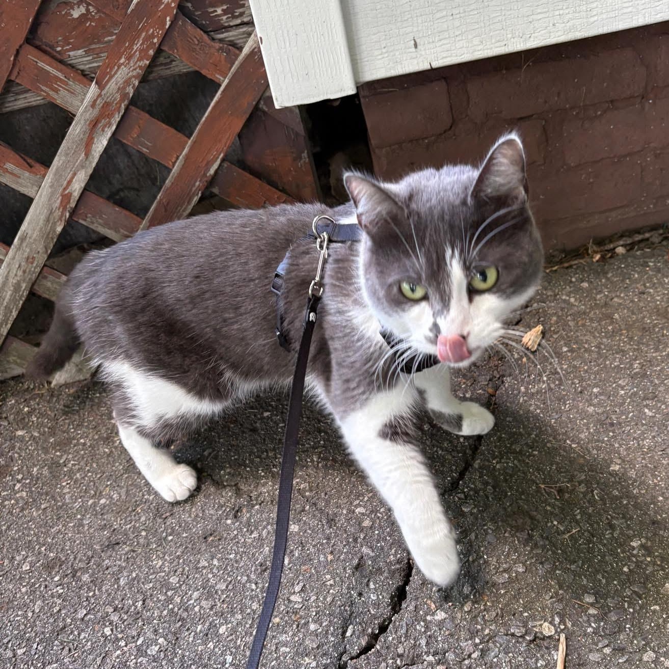 Enlarge STEVIE (NICKS), a ADOPTABLE Domestic Short Hair in Gardner, MA image 1/2