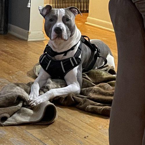Kiba (Surrender), Adoptable, Adult Male Pit Bull Terrier.