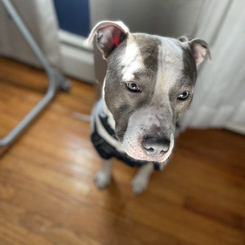 Enlarge Kiba (Surrender), a Adoptable Pit Bull Terrier in Hamden, CT image 2/4