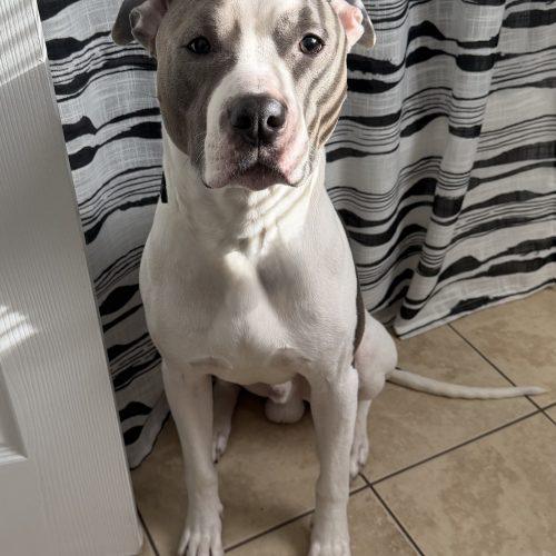 Enlarge Kiba (Surrender), a Adoptable Pit Bull Terrier in Hamden, CT image 3/4