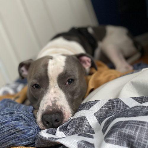 Enlarge Kiba (Surrender), a Adoptable Pit Bull Terrier in Hamden, CT image 4/4