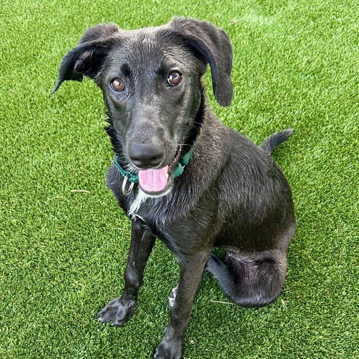 Enlarge Halo, a Adoptable mixed breed in Bradenton, FL image 1/4