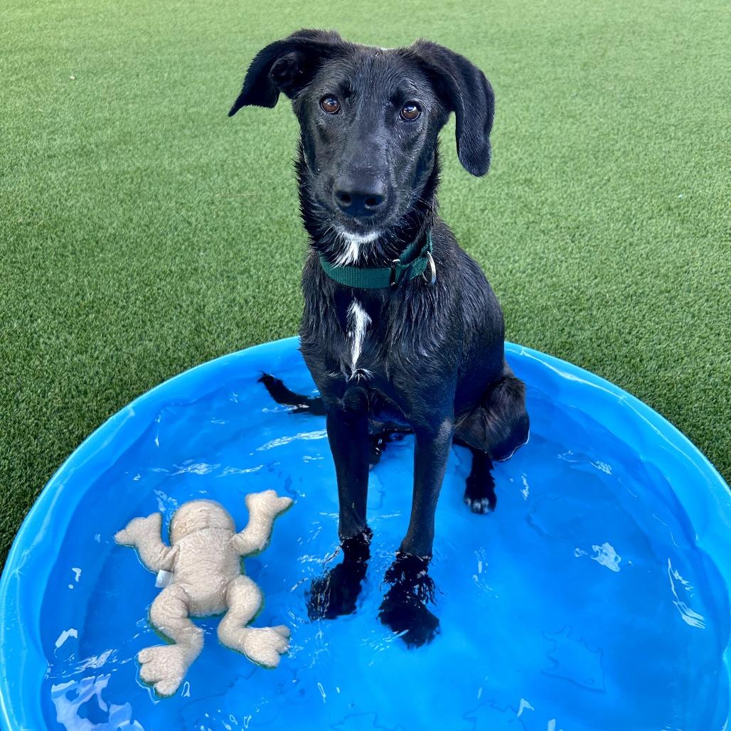 Enlarge Halo, a Adoptable mixed breed in Bradenton, FL image 2/4