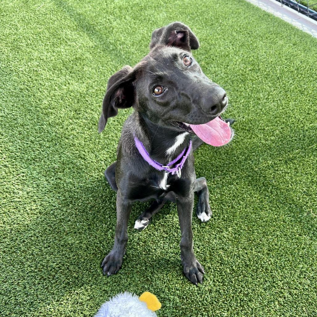 Enlarge Halo, a Adoptable mixed breed in Bradenton, FL image 3/4
