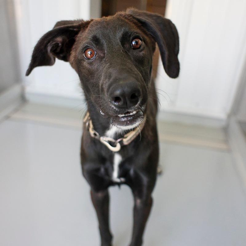 Enlarge Halo, a Adoptable mixed breed in Bradenton, FL image 4/4