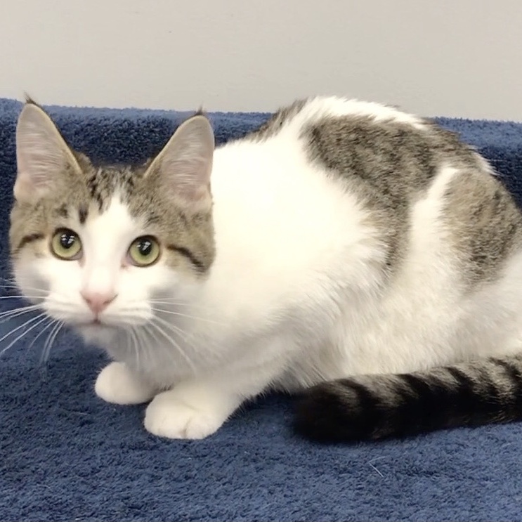 Aragon, a Adoptable Domestic Short Hair in Lincolnwood, IL image 2/6