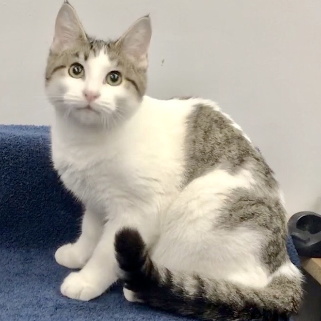 Aragon, a Adoptable Domestic Short Hair in Lincolnwood, IL image 1/6