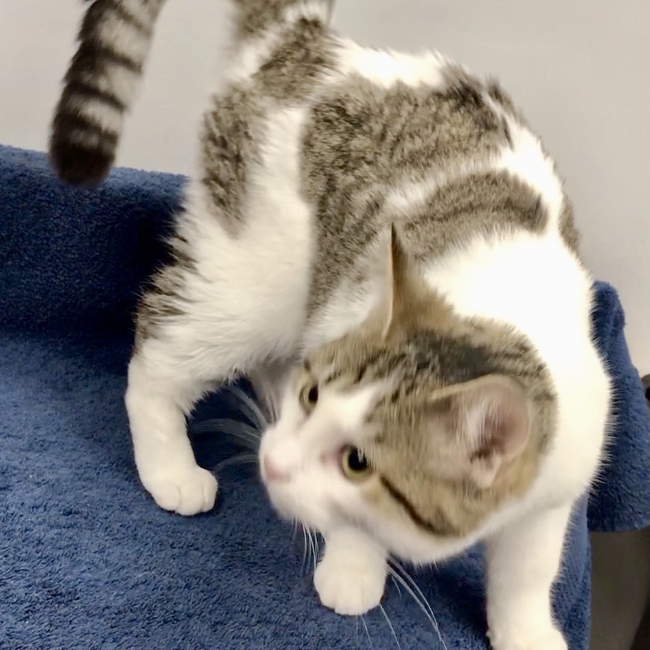 Aragon, a Adoptable Domestic Short Hair in Lincolnwood, IL image 6/6