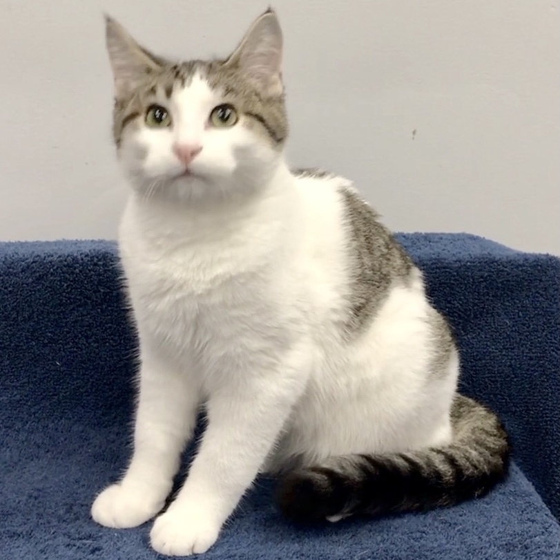 Aragon, a Adoptable Domestic Short Hair in Lincolnwood, IL image 4/6