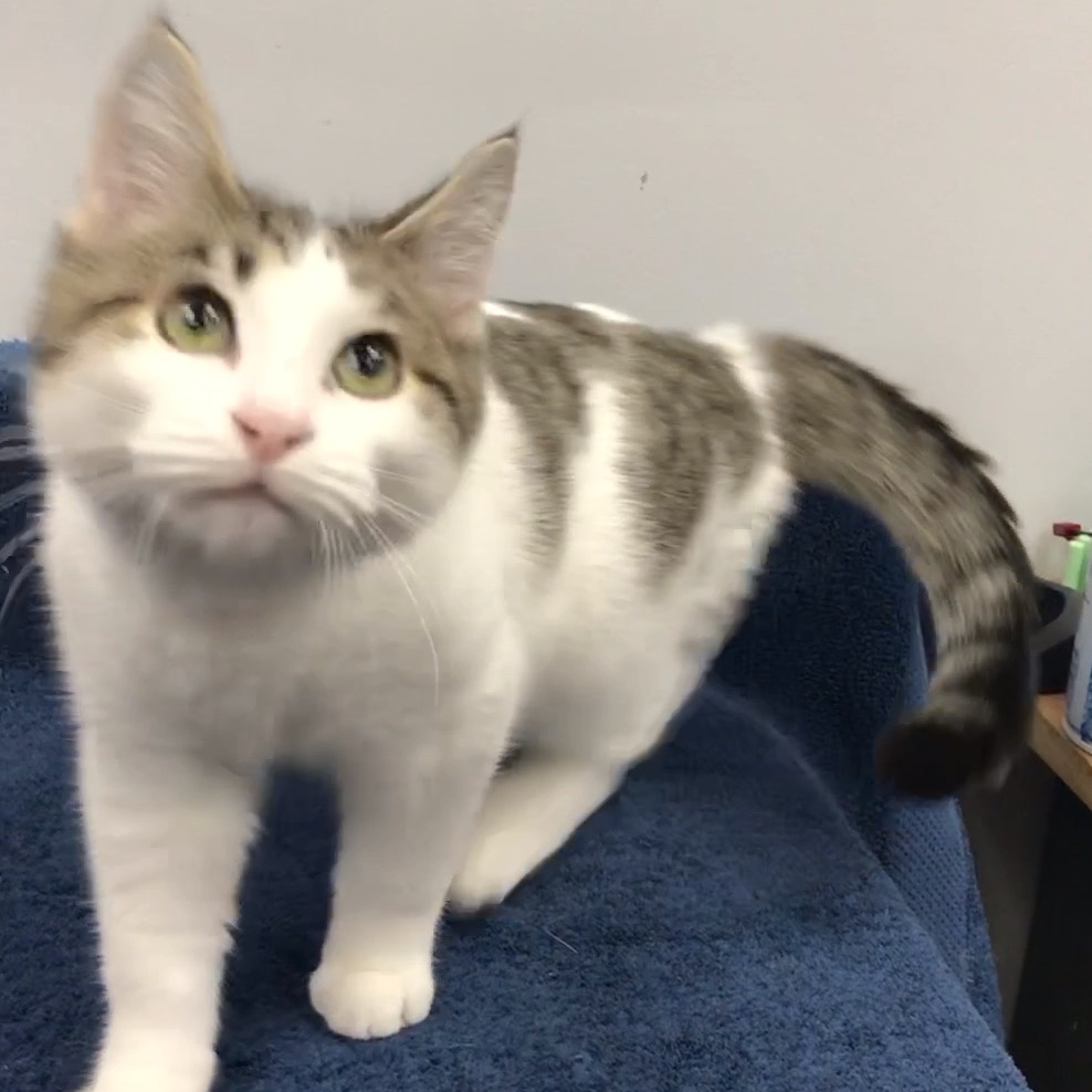 Aragon, a Adoptable Domestic Short Hair in Lincolnwood, IL image 5/6